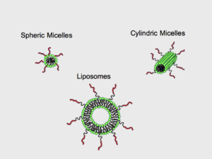 invectors_4 micelles liposomes